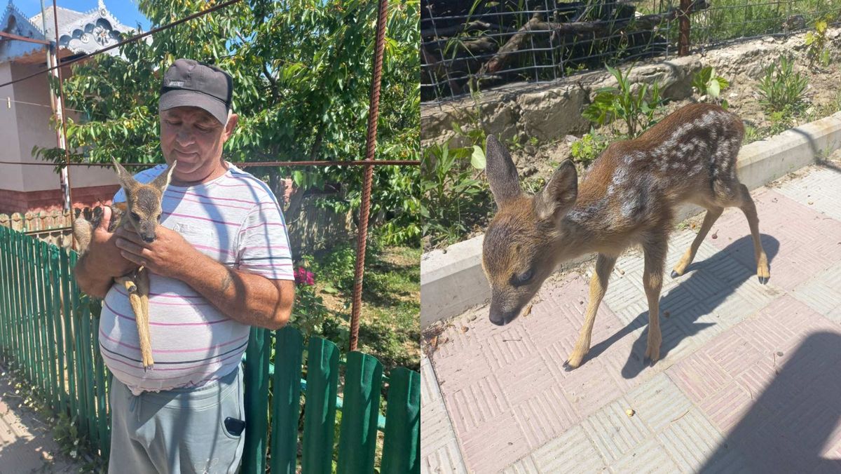 Un pui de căprior, rătăcit într-un sat din Hîncești, a fost salvat de inspectorii de mediu