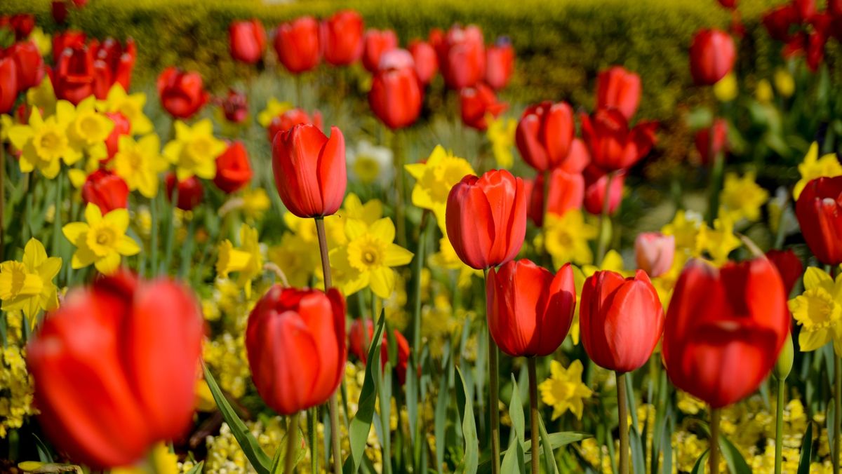 Vânt rece, cer variabil și maxime de +20 de grade Celsius. Prognoza meteo pentru 15 aprilie