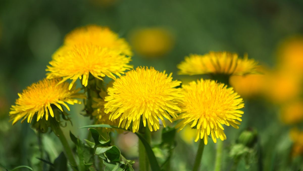 Vreme caldă și frumoasă, cu temperaturi maxime de +26 de grade Celsius. Prognoza meteo pentru joi