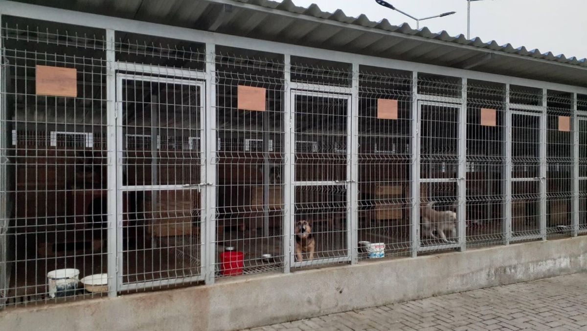Un fost director al Centrului de adăpost pentru animale fără stăpân din Bălți a fost reținut de CNA