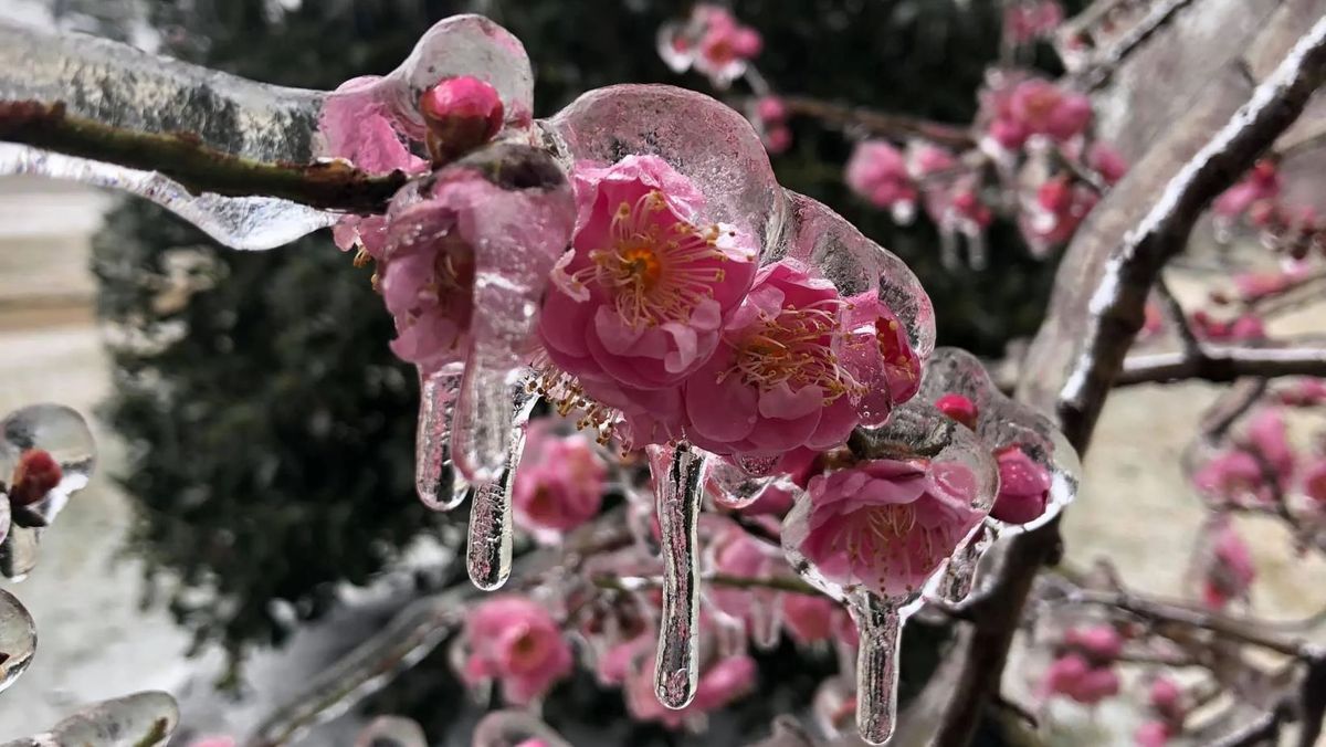 Risc de îngheț în nordul țării. Ce spun meteorologii și reprezentanții Ministerului Agriculturii