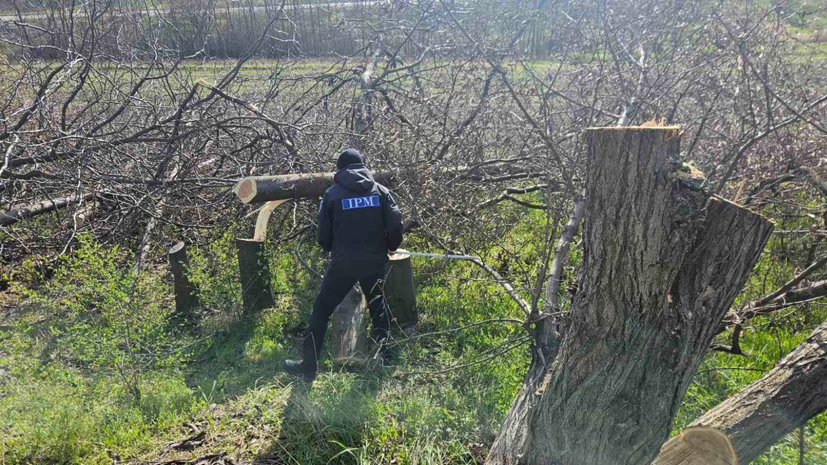 Două persoane din Bălți s-au ales cu amenzi, după ce au defrișat mai mulți arbori. Ce spun inspectorii de mediu