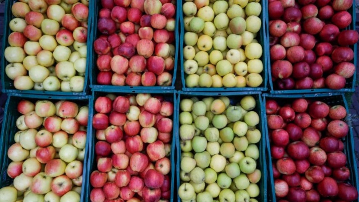 Au crescut exporturile de mere ale R. Moldova. Cum arată cifrele pentru martie