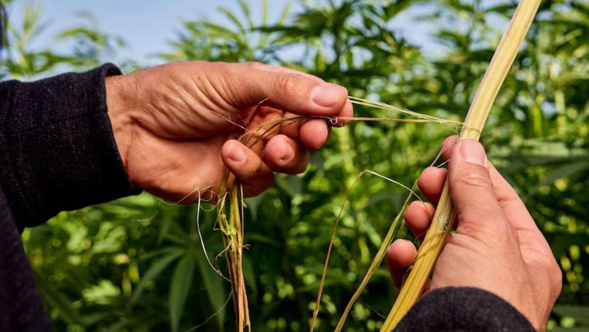 Deja trei fermieri din R. Moldova au obținut dreptul de a cultiva cânepă industrială