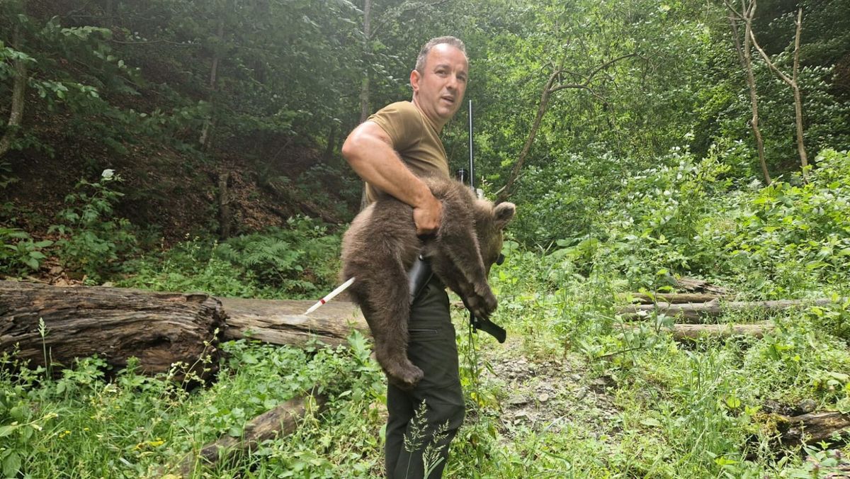 A fost găsit unul dintre cei trei pui ai ursoaicei împușcate săptămâna trecută pe Transfăgărășan