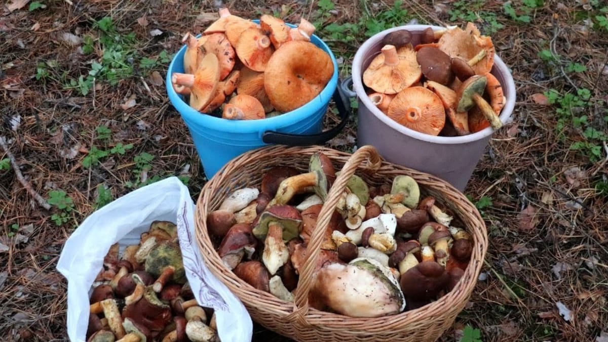 În această toamnă, șase persoane s-au intoxicat cu ciuperci. Recomandările specialiștilor din sănătate