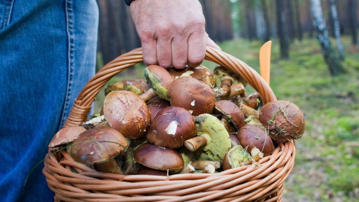 De la începutul săptămânii, șapte persoane s-au intoxicat cu ciuperci. Recomandările autorităților din sănătate