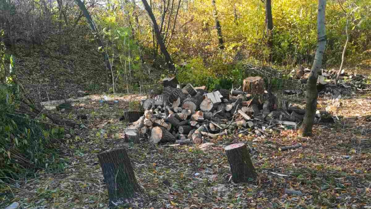 Inspectorii de mediu au descoperit un caz de tăiere ilegală de arbori la Briceni. Un bărbat a fost amendat