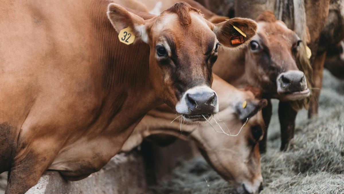 Producția de lapte din fermele moldovenești, în creștere. Tot mai mulți fermieri solicită sprijin de la AIPA