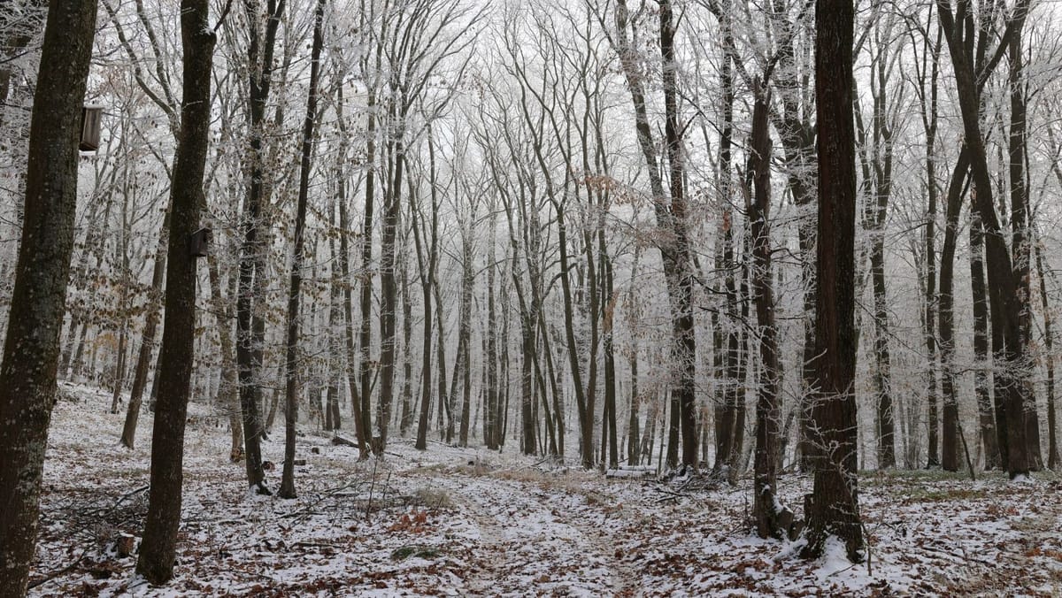 Anual, din pădurile degradate, uscate sau bolnave vor fi recoltate circa 344 de mii de metri cubi de lemn