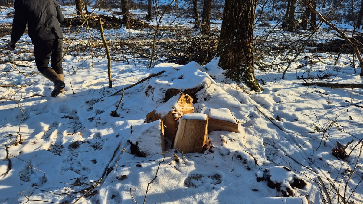 VIDEO/ Primele rezultate ale controlului inopinat de la Ghidighici. Peste 1.000 de arbori au fost tăiați ilegal