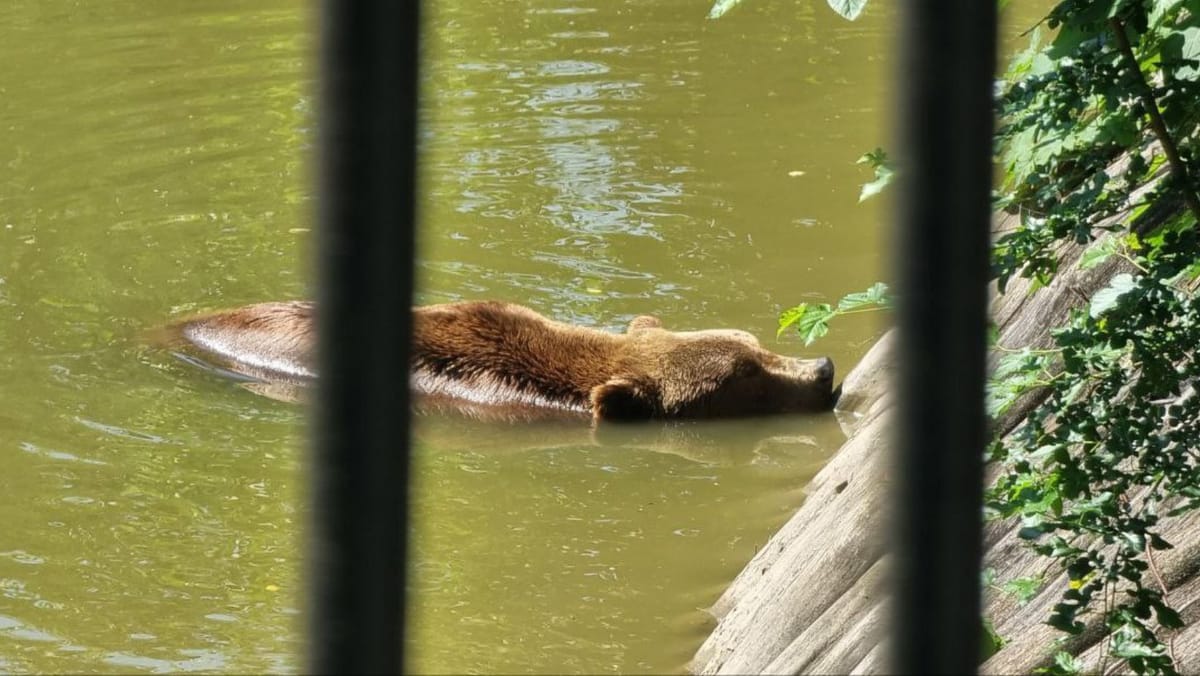 Activitatea grădinilor zoologice din R. Moldova ar urma să fie reglementată printr-o nouă lege