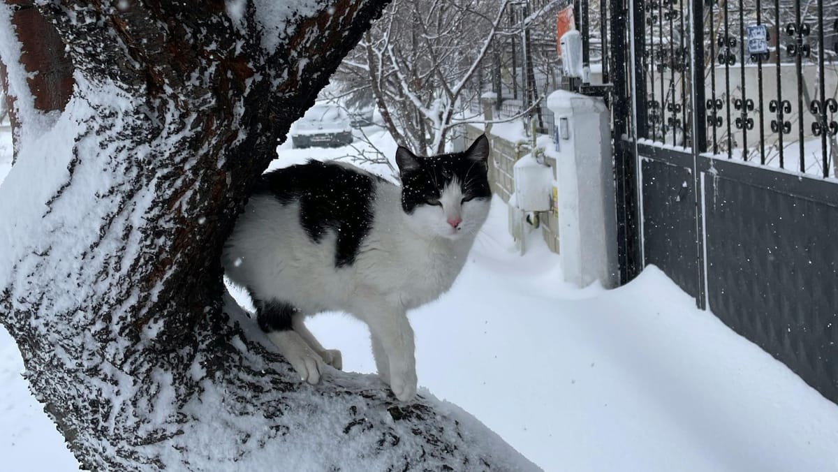 Încă o săptămână sub semnul gerului: 2 februarie a început cu minime de până la -22°C