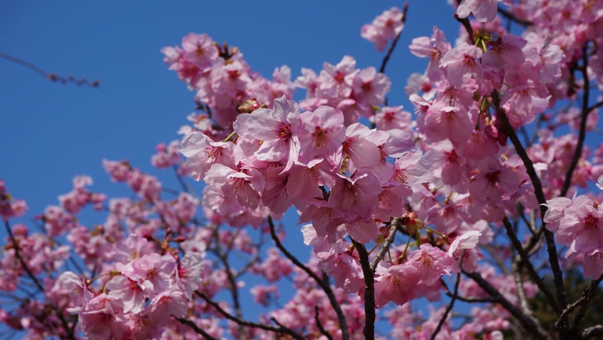 Colecția de sakura a Grădinii Botanice din Chișinău se extinde. Au fost plantați peste 50 de puieți