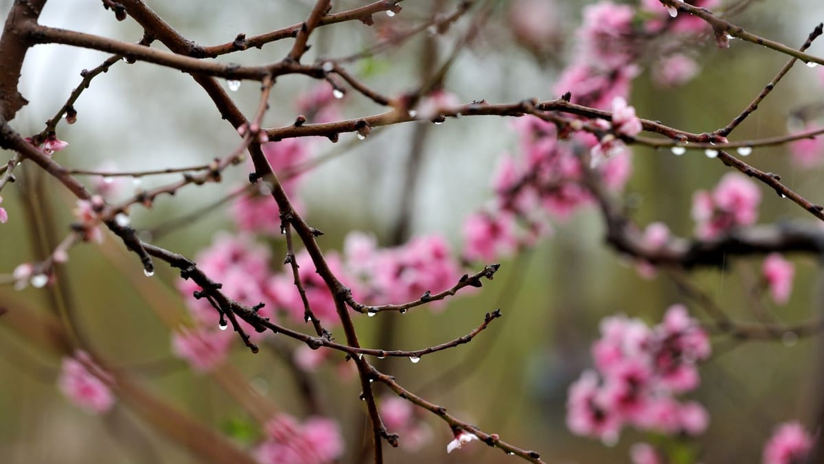 Cod Galben de îngheț în nordul țării! Temperaturile pot scădea până la -3°C