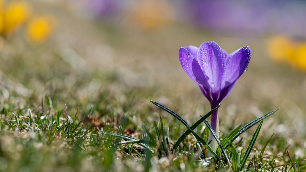 Un nou cod galben de înghețuri în nordul și centrul țării. Temperaturile pot coborî până la -3°C