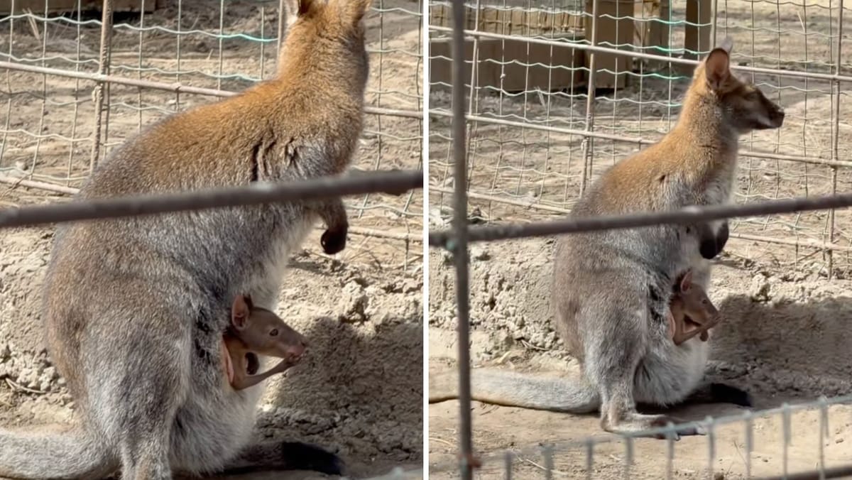 VIDEO/ Un pui de cangur s-a născut la Grădina Zoologică din Chișinău. Vizitatorii îl pot vedea în aceste zile