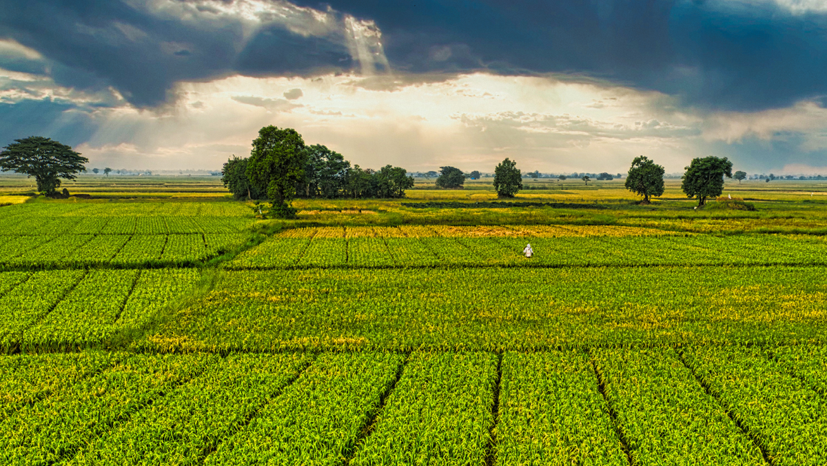 Peste 31 de milioane lei pentru agricultori: AIPA achită prima tranșă pentru zeci de cereri depuse
