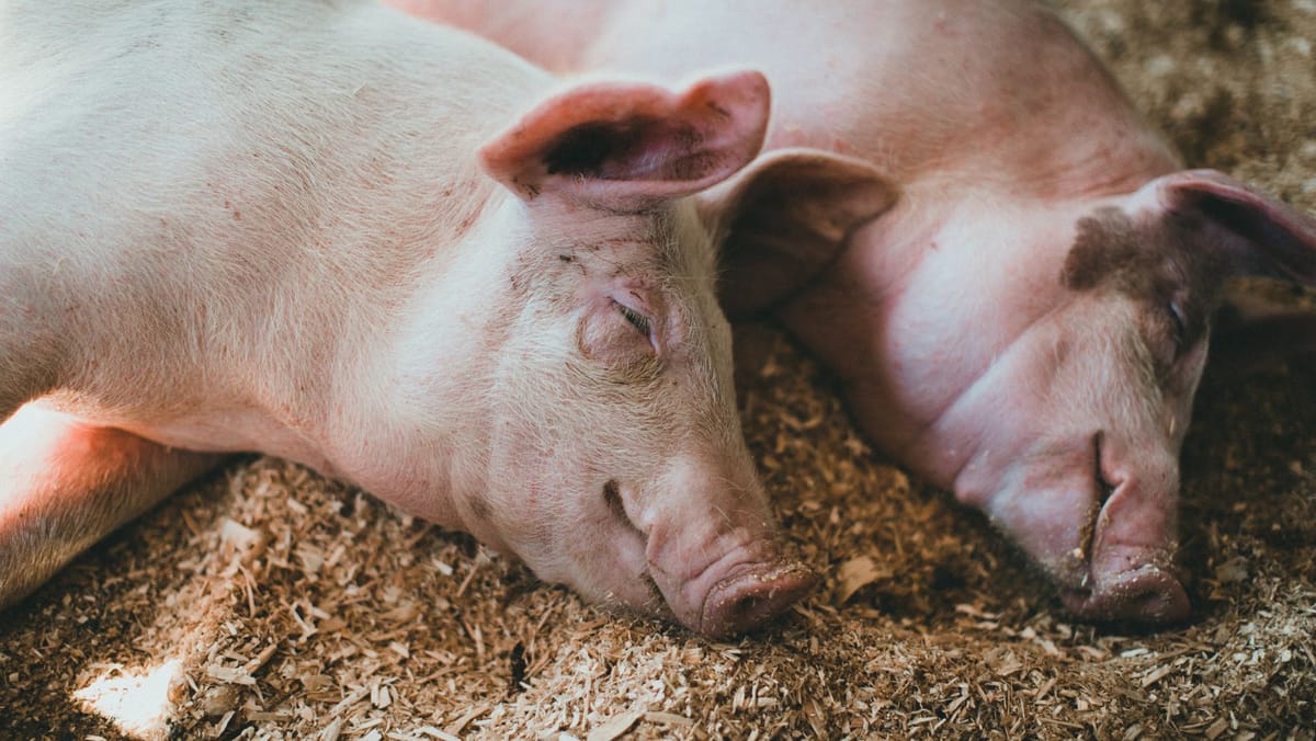 Trei focare de boli la animale, înregistrate într-o săptămână. ANSA anunță cazuri de rabie și pestă porcină africană