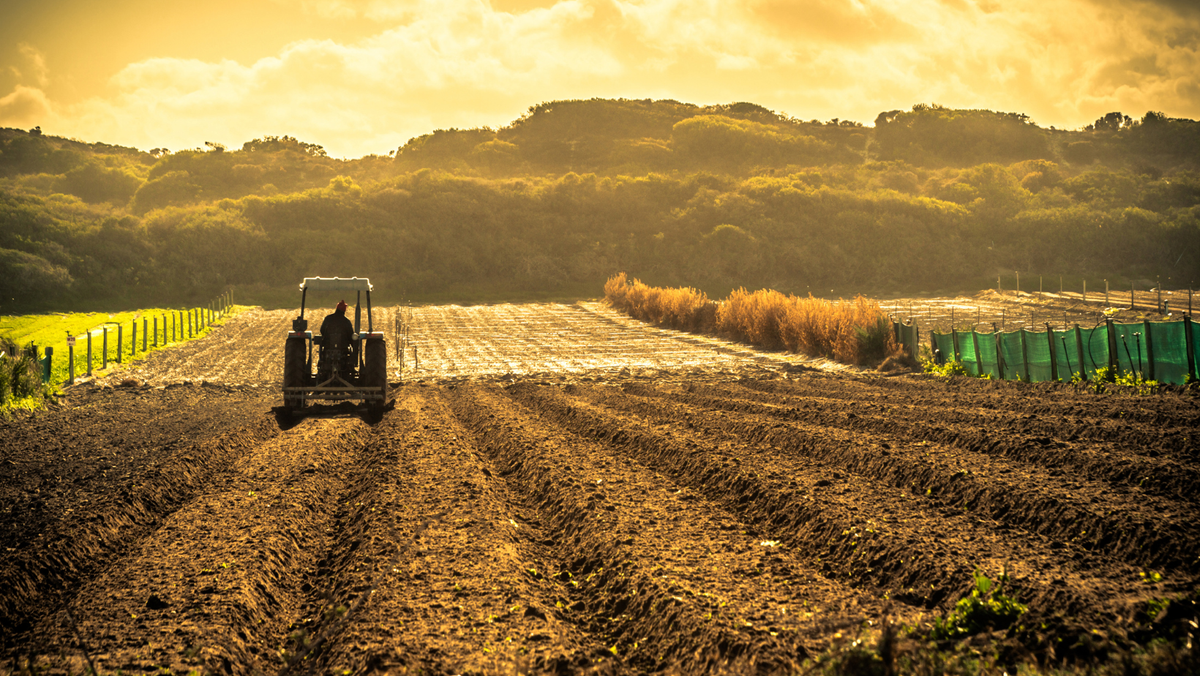 Agricultorii vor putea primi până la 200 de mii de lei TVA lunar. Guvernul schimbă regulile de rambursare