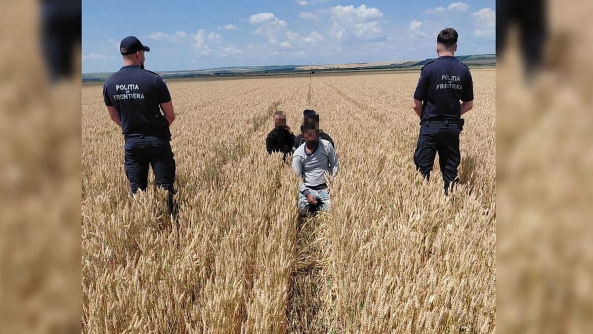 Trei cetățeni din Bangladesh au traversat ilegal frontiera moldo-română, dar au fost prinși într-un lan de grâu