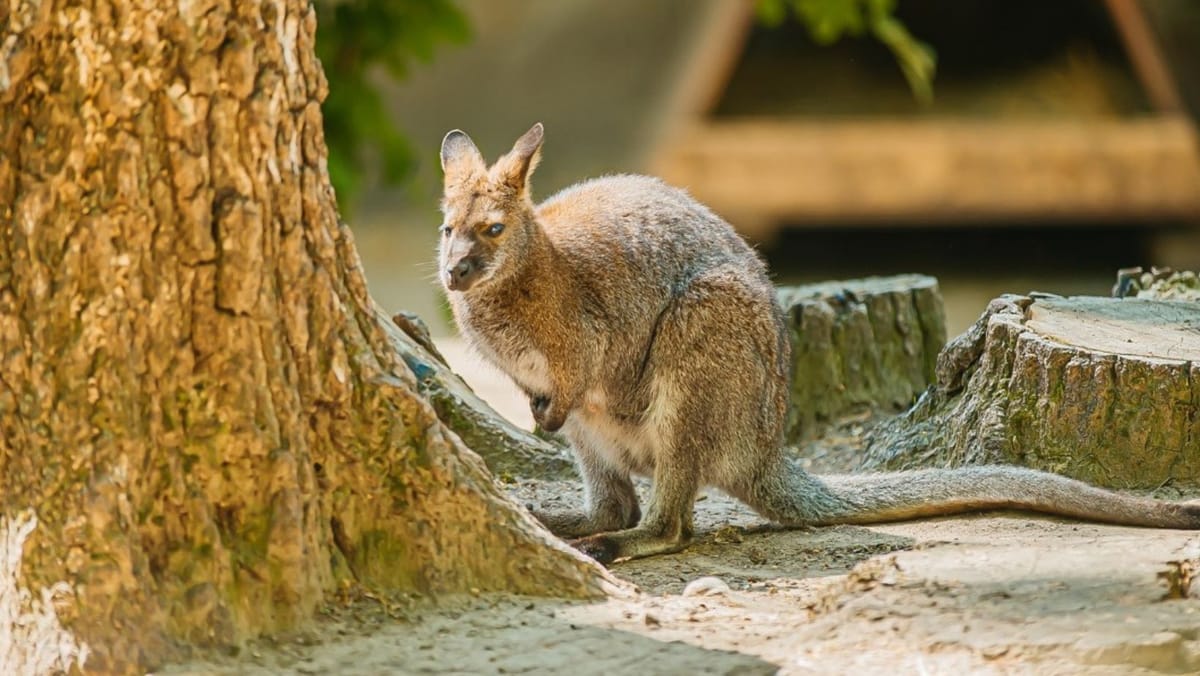 Grădina Zoologică din Chișinău trece la un nou program de vizitare în luna octombrie