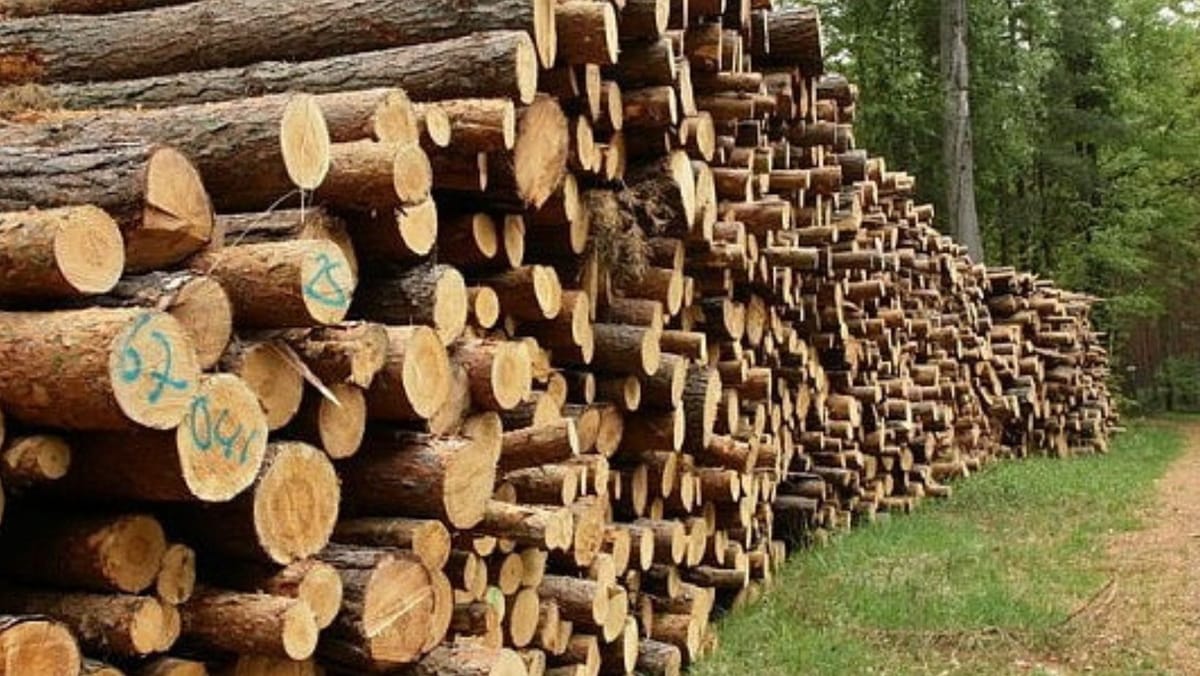 Lemne de foc pentru toți, dar la prețuri diferite. Hajder anunță noi stocuri și explică de ce costul final poate fi mai mare