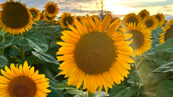 Vremea caniculară revine. Astăzi în R. Moldova se vor înregistra maxime de până la +32°C