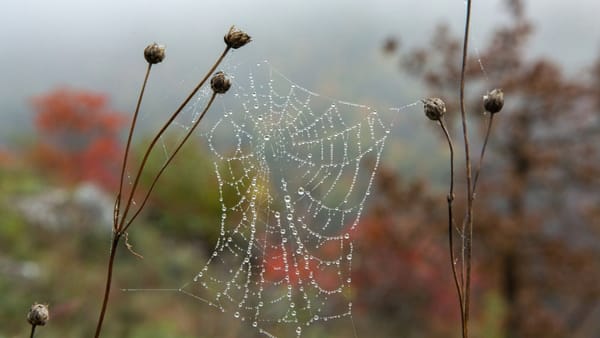 Nimic nou pe frontul atmosferic. Cerul se menține variabil, iar ninsoarea ocolește R. Moldova