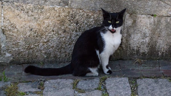 Cer variabil și maxime de până la +9°C. Cum va fi vremea pe 15 decembrie