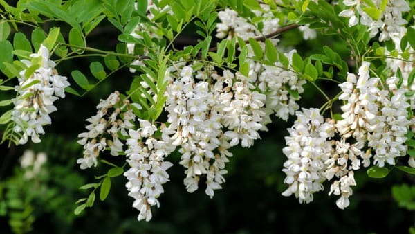 Organizațiile de mediu cer oprirea plantării masive de salcâm - Petiție înaintată primelor persoane în stat