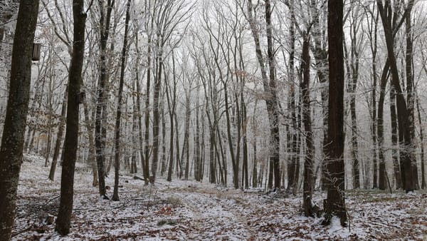 Anual, din pădurile degradate, uscate sau bolnave vor fi recoltate circa 344 de mii de metri cubi de lemn