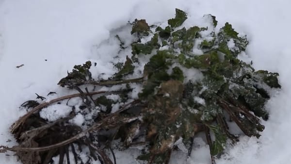 Mii de hectare de sfeclă de zahăr rămân nerecoltate. Fermierii anticipează pierderi de milioane