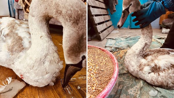 Iarna grea pune în pericol lebedele de pe Nistru. Păsările sunt preluate de inspectorii de mediu pentru a fi salvate