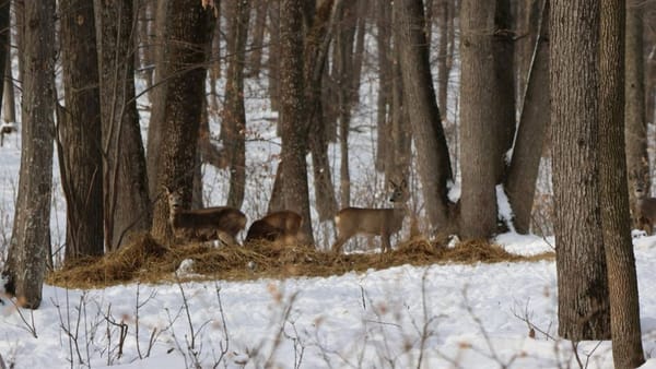 Foto/ Animalele din păduri nu rămân flămânde: Moldsilva se ocupă de hrana lor
