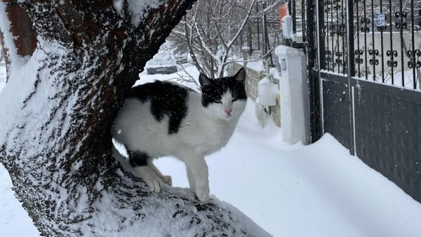 Încă o săptămână sub semnul gerului: 2 februarie a început cu minime de până la -22°C