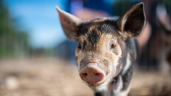 Mai multe focare de boli la animale au fost înregistrate în R. Moldova. Ce recomandă autoritățile populației