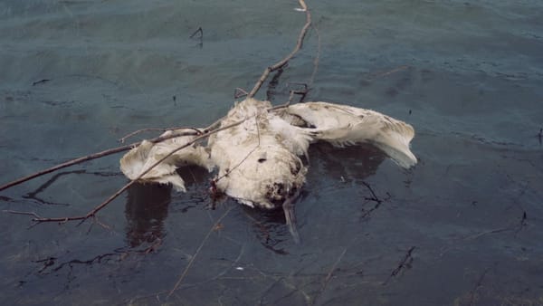 Autoritățile au stabilit cauza morții păsărilor din Pohrebea. Nu este vorba despre poluarea Nistrului