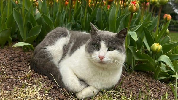 Meteorologii anunță o creștere a temperaturilor în toată țara