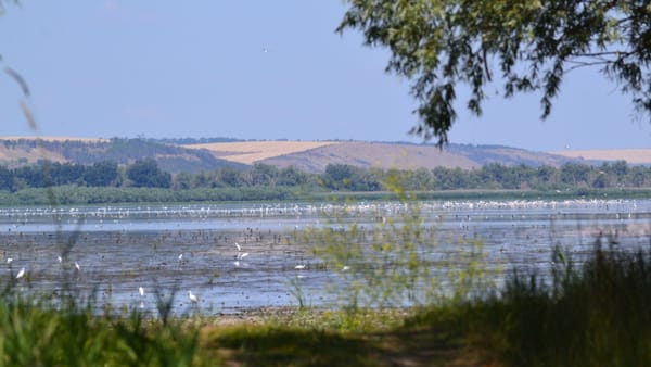 Peste 1.800 de hectare de pădure vor fi plantate în 15 raioane de-a lungul Nistrului, cu sprijinul Băncii Mondiale