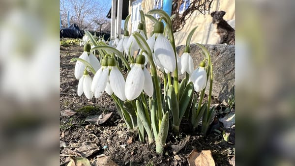 Ghioceii dispar din Codrii Orheiului. Inspectorii de mediu spun că florile ajung tot mai des la vânzare pe marginea drumului