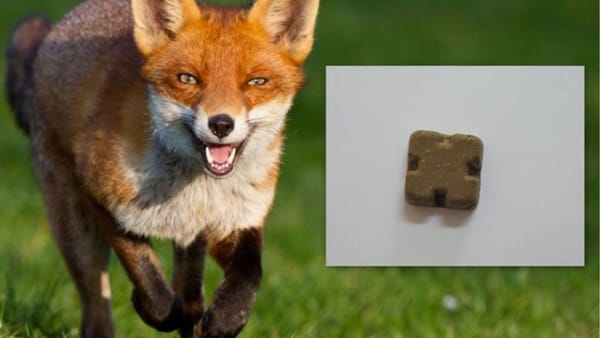 FOTO/ ANSA începe campania de vaccinare antirabică a vulpilor. Cetățenii, îndemnați să fie atenți la momeli