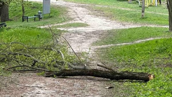 Un bărbat a murit după ce a fost strivit de un copac într-un parc din sectorul Rîșcani al capitalei