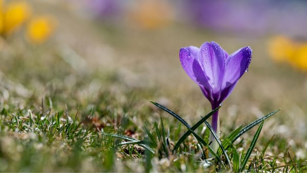 Un nou cod galben de înghețuri în nordul și centrul țării. Temperaturile pot coborî până la -3°C