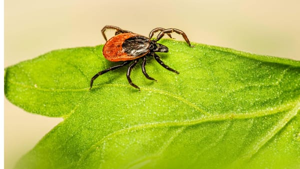 În capitală începe tratarea spațiilor verzi împotriva căpușelor. Intervențiile vor avea loc noaptea