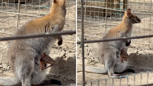 VIDEO/ Un pui de cangur s-a născut la Grădina Zoologică din Chișinău. Vizitatorii îl pot vedea în aceste zile