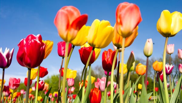 VIDEO/ Un sat din R. Moldova a devenit un colț de poveste. Unde puteți merge să vedeți câmpuri cu lalele și narcise înflorite