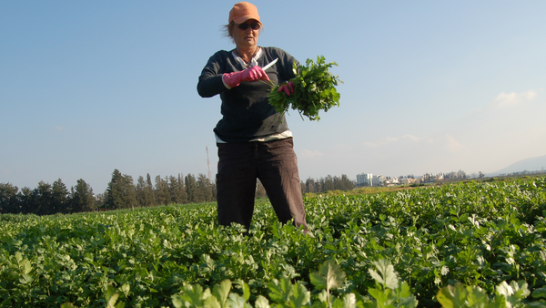 Fiecare zi de muncă va fi înregistrată: cum se schimbă plata zilierilor în R. Moldova