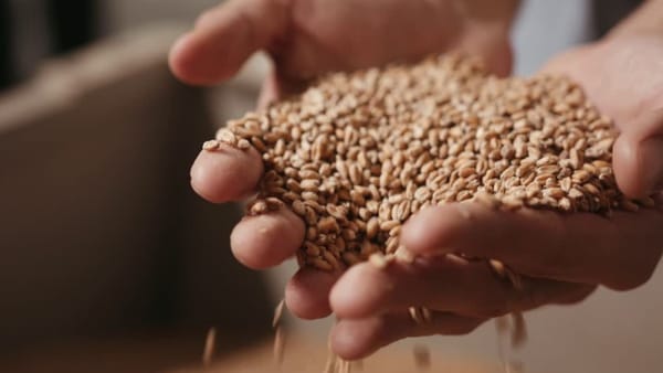 Guvernul lansează o nouă arhitectură a agriculturii pentru 2026-2030: bani mai mulți și reguli mai stricte