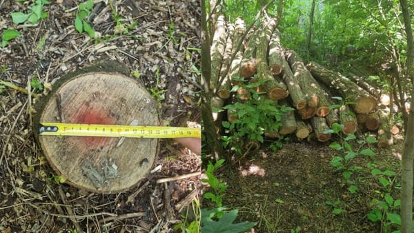 Mai multe cazuri de tăieri ilegale de arbori, depistate în raionul Dondușeni. Apelul autorităților de mediu